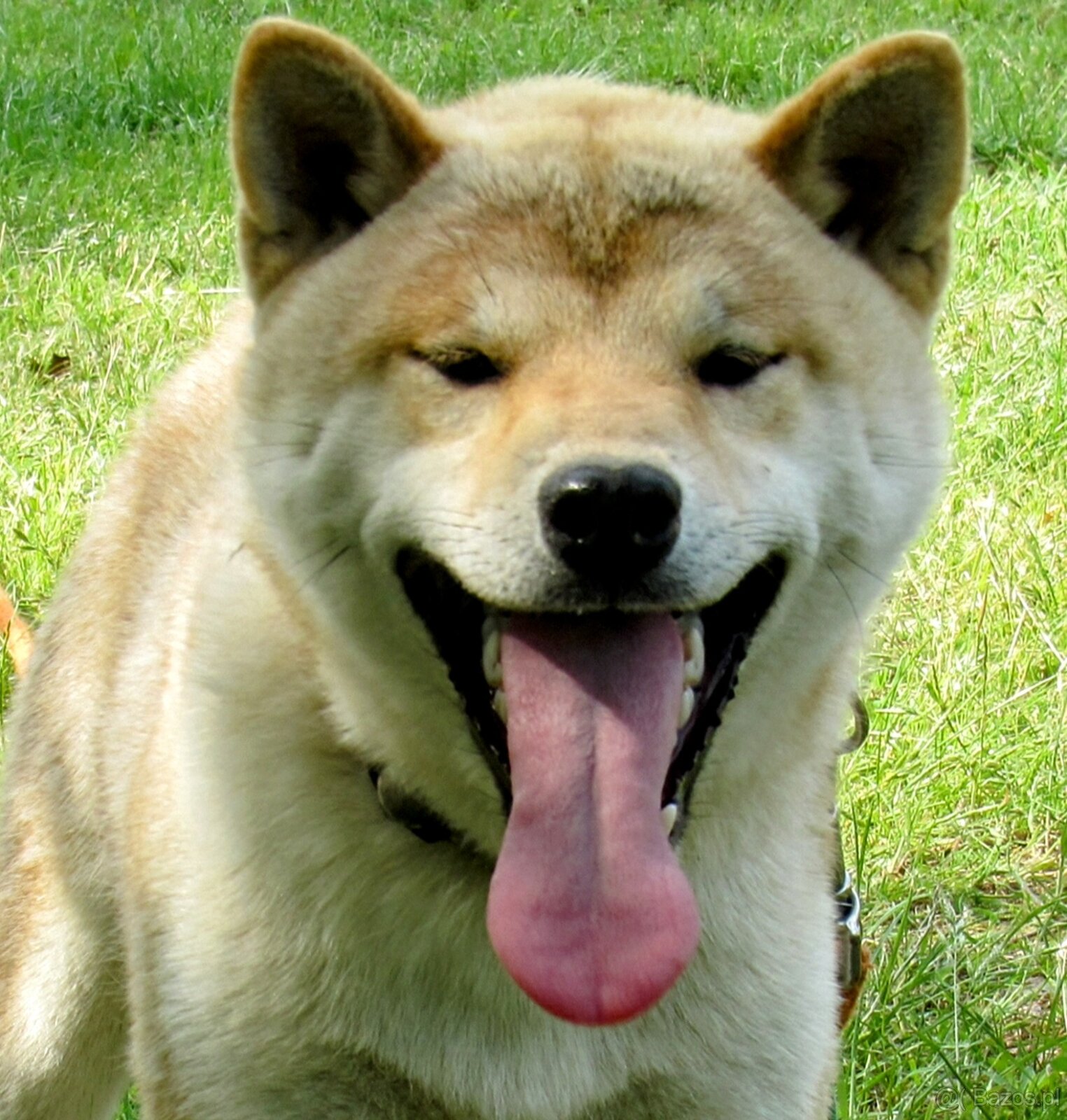 Shiba Inu, dziesięciomiesięczny, czerwony piesek