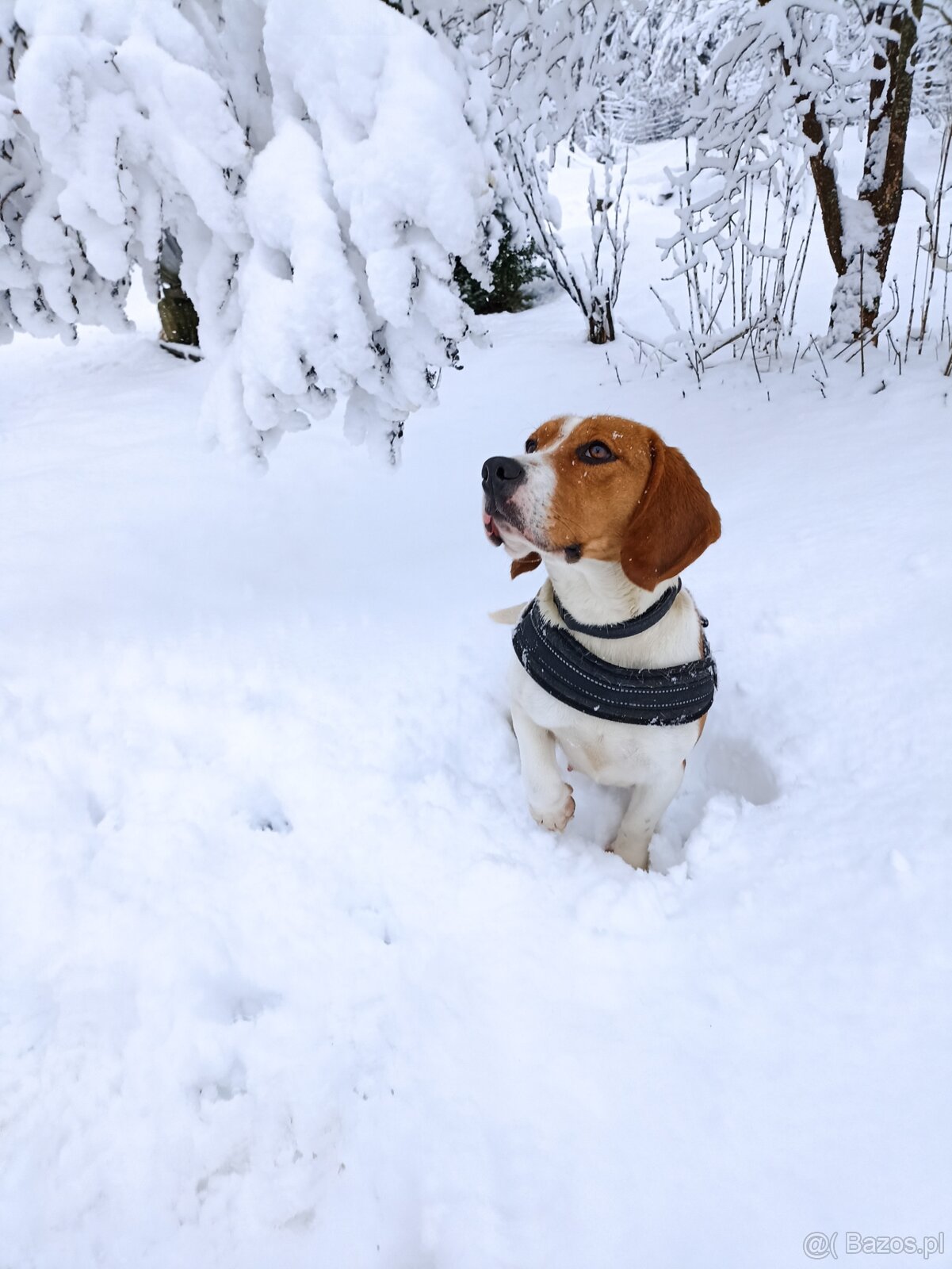 Dorosła suczka rasy beagle do adopcji