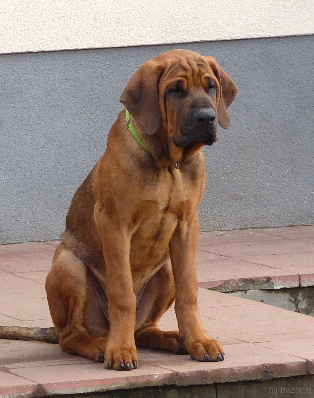 Tosa inu - nádherní pejsci s PP