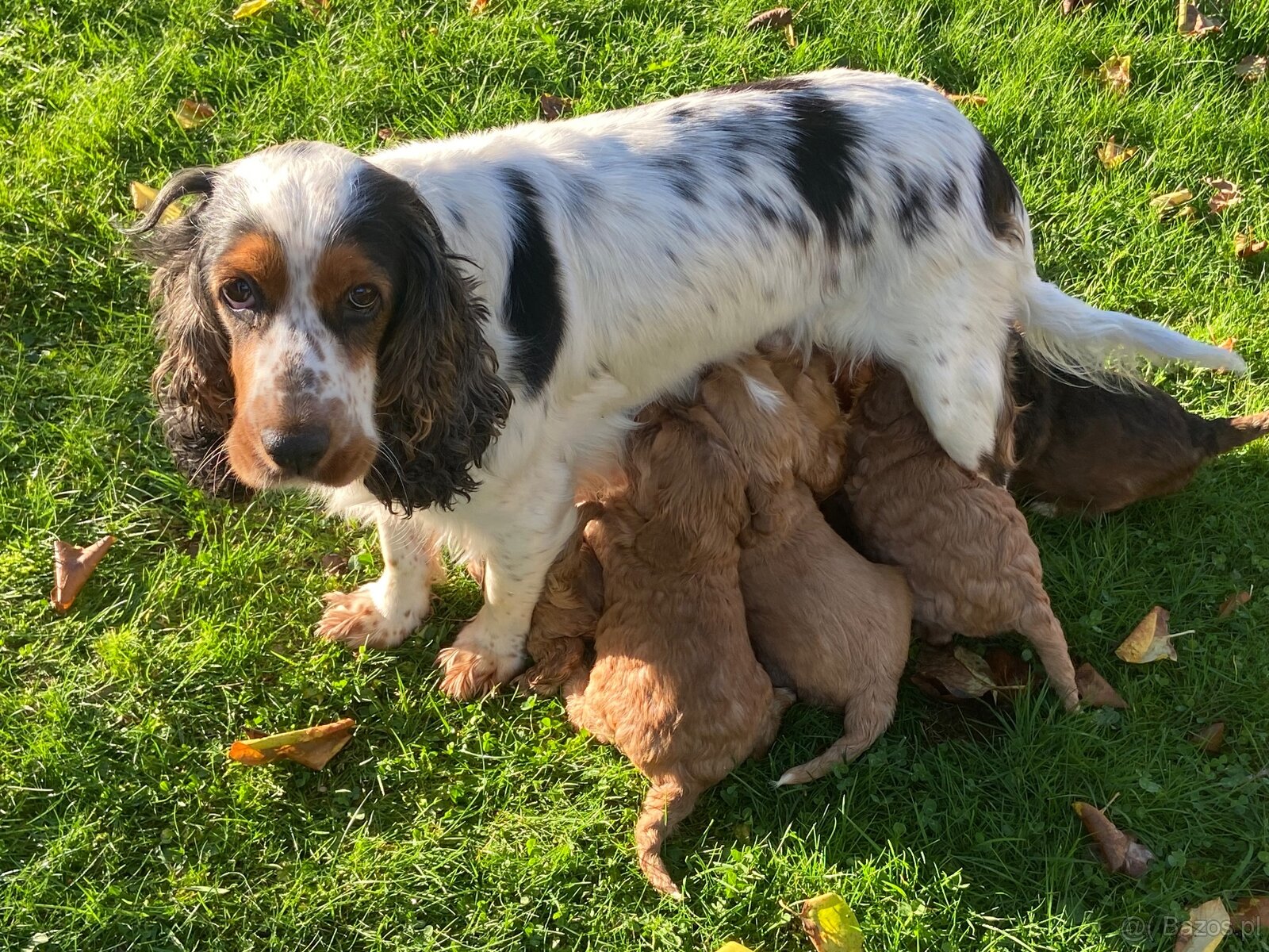 Rozrabiaki cockapoo