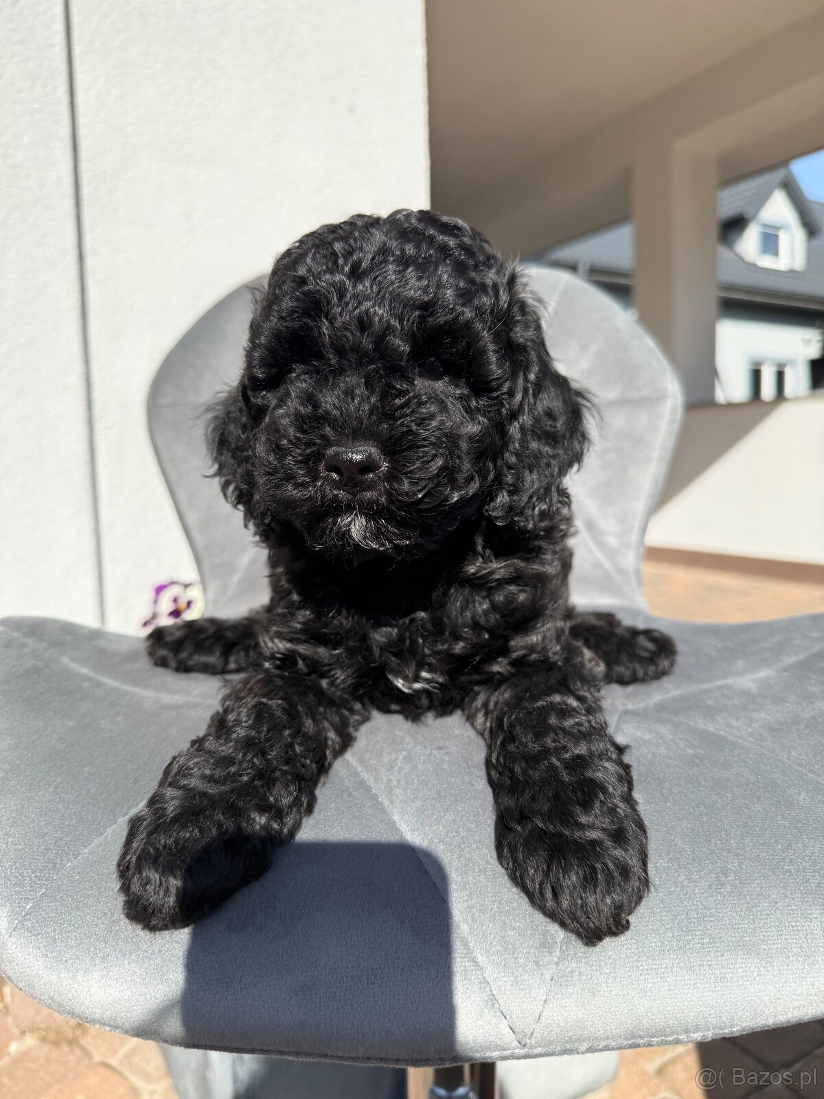 Cockapoo - pudel miniaturowy