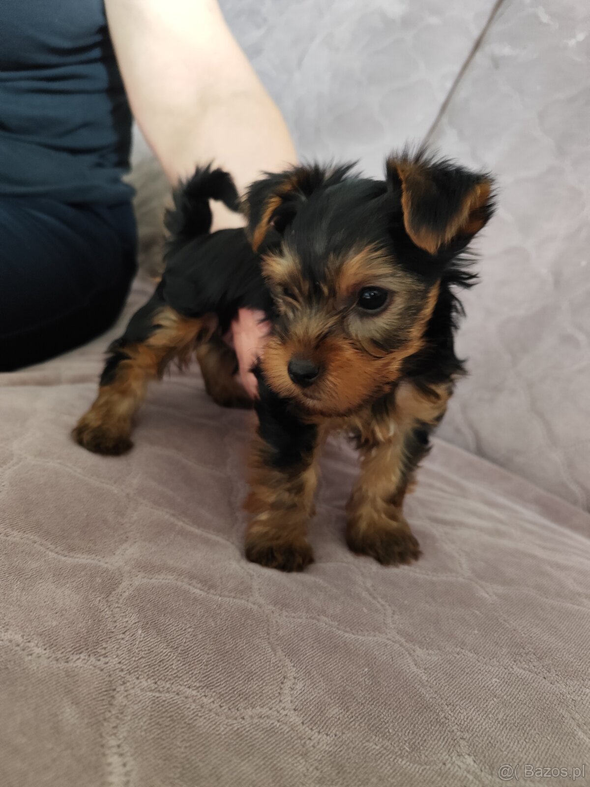 Sprzedam Yorka Terrier