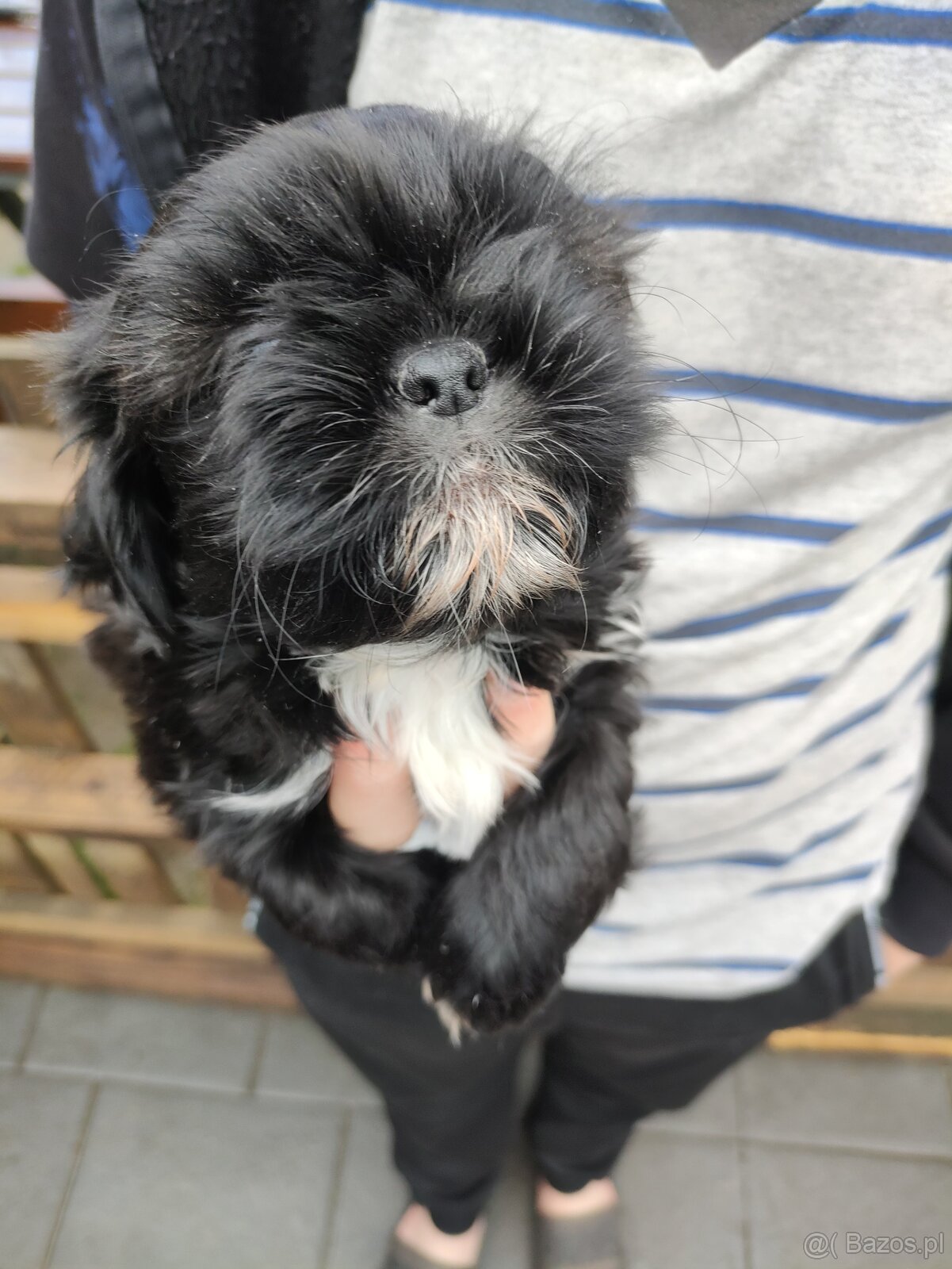 Suczka shih-tzu