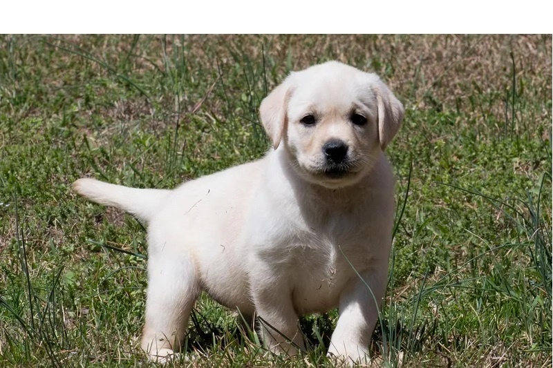 Štěňata labradora k adopci zdarma.