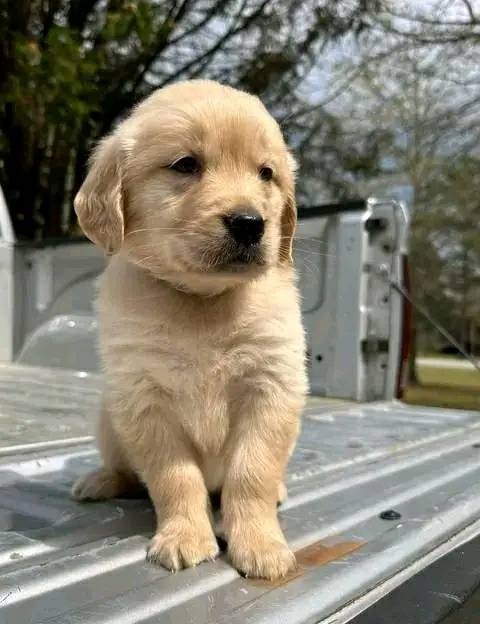 Szczenięta rasy Golden Retriever na sprzedaż.