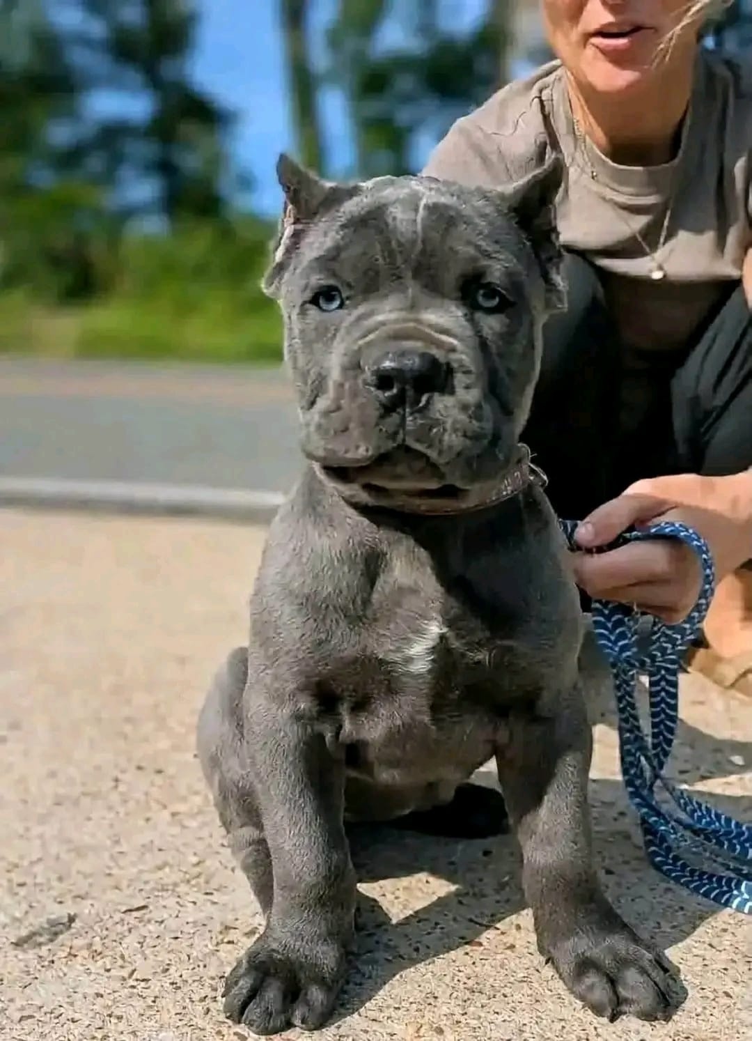 Szczenięta rasy Cane Corso na sprzedaż.