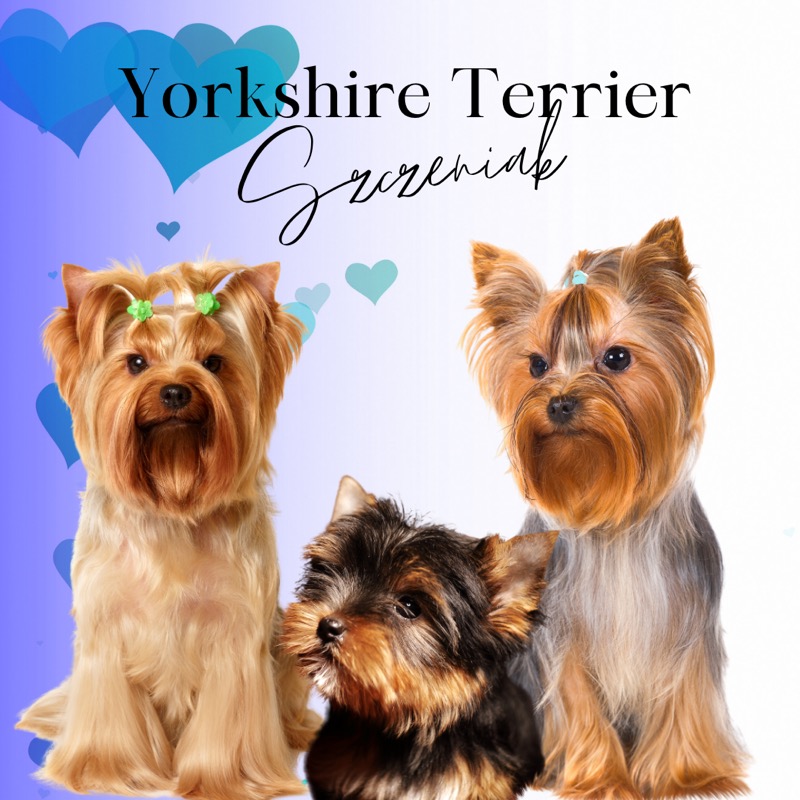 York Shire terrier