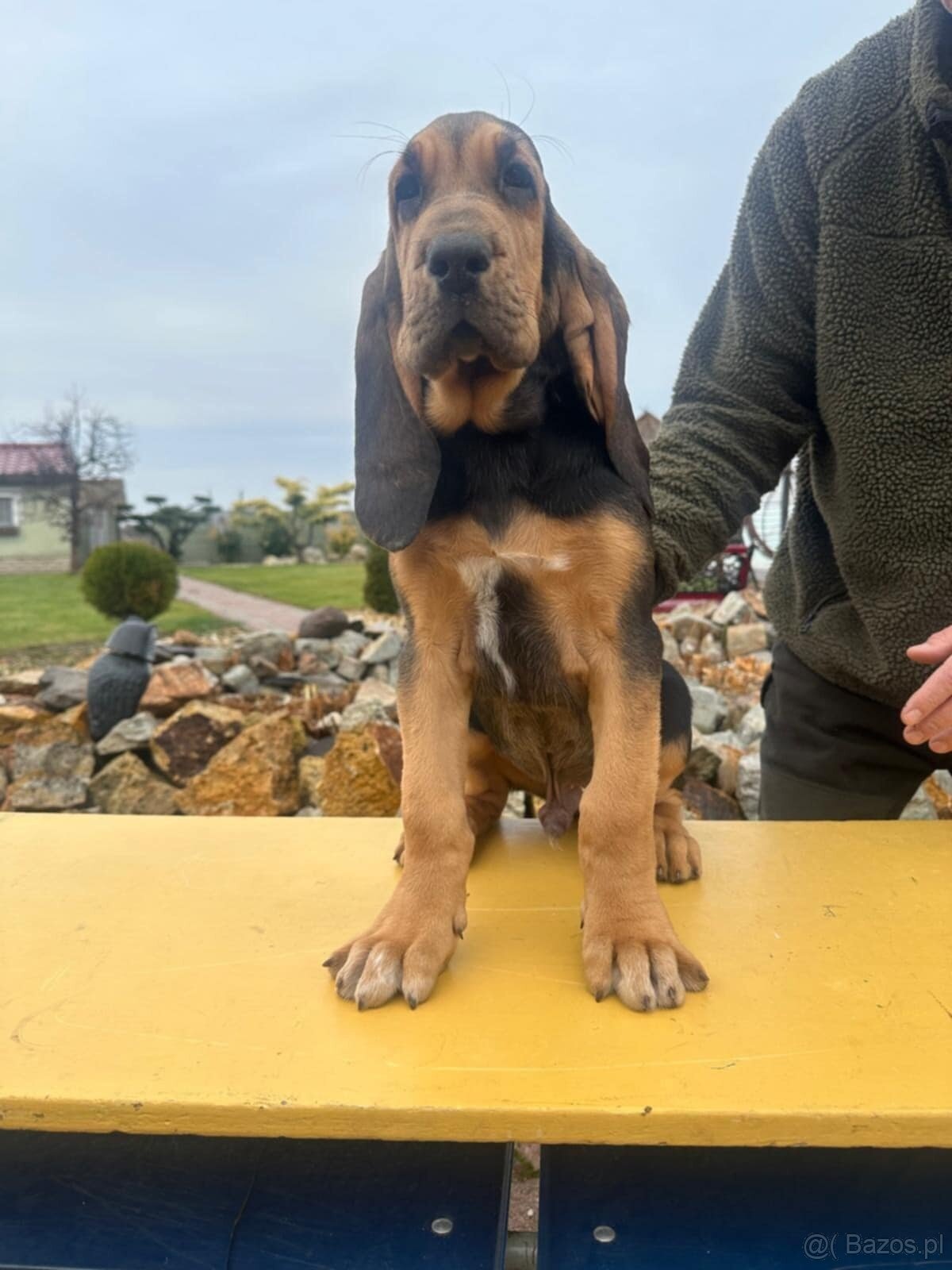bloodhound