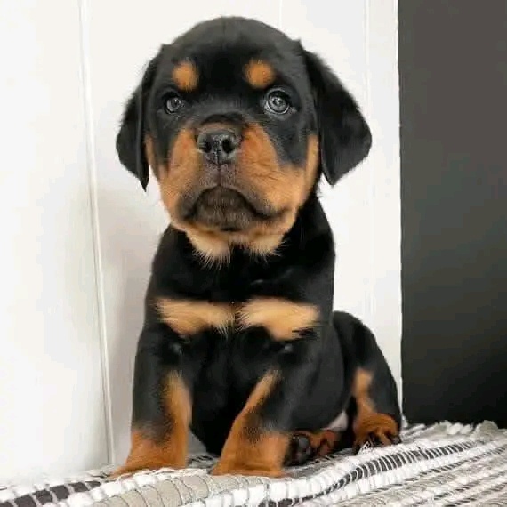 Szczenięta rasy Rottweiler na sprzedaż.