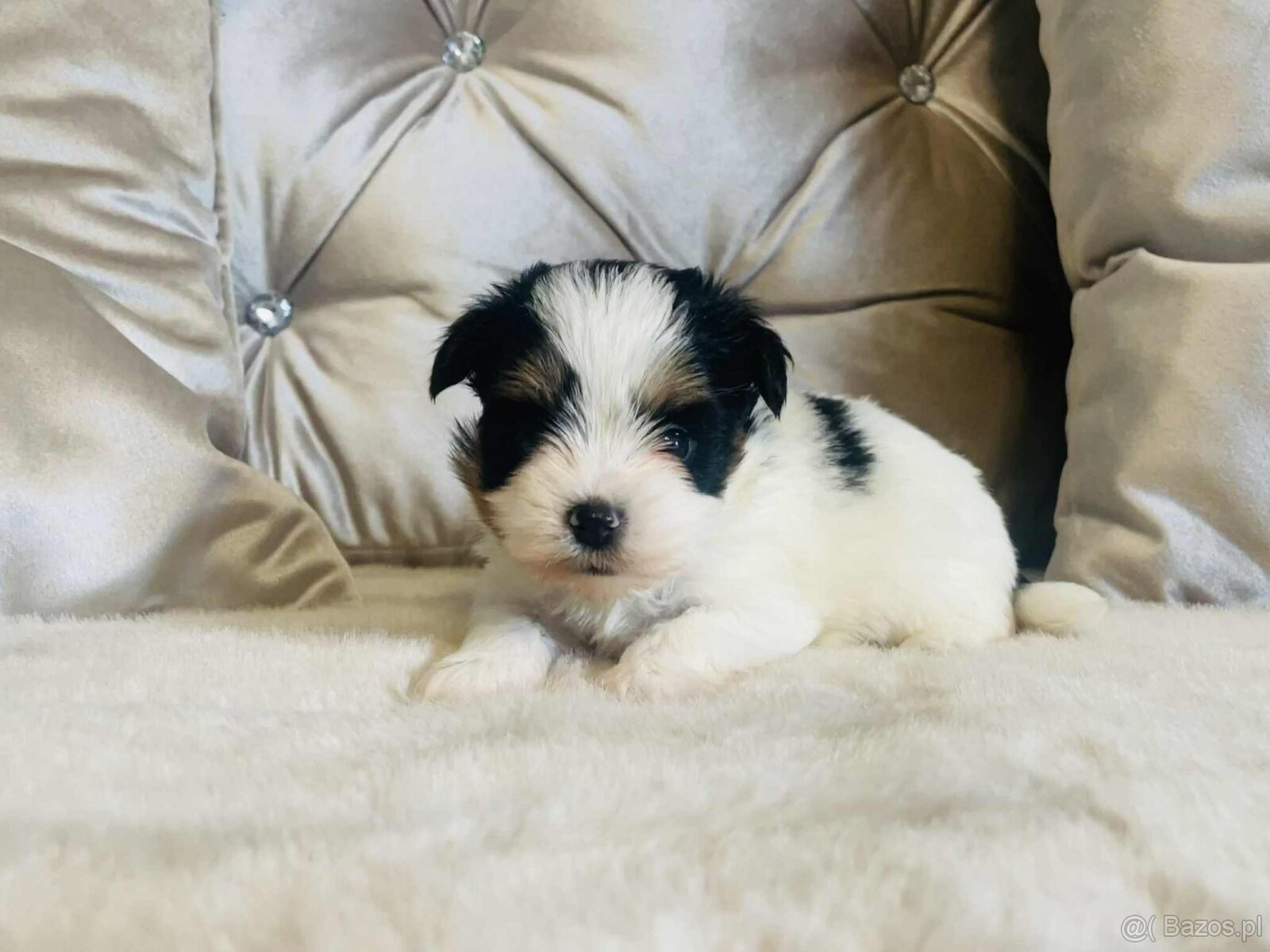 York Biewer - maleńki piękny chłopczyk. luxusowy.