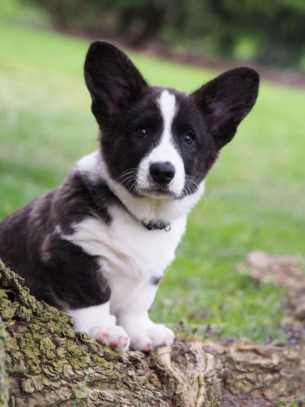 Welsh corgi cardigan szczenięta