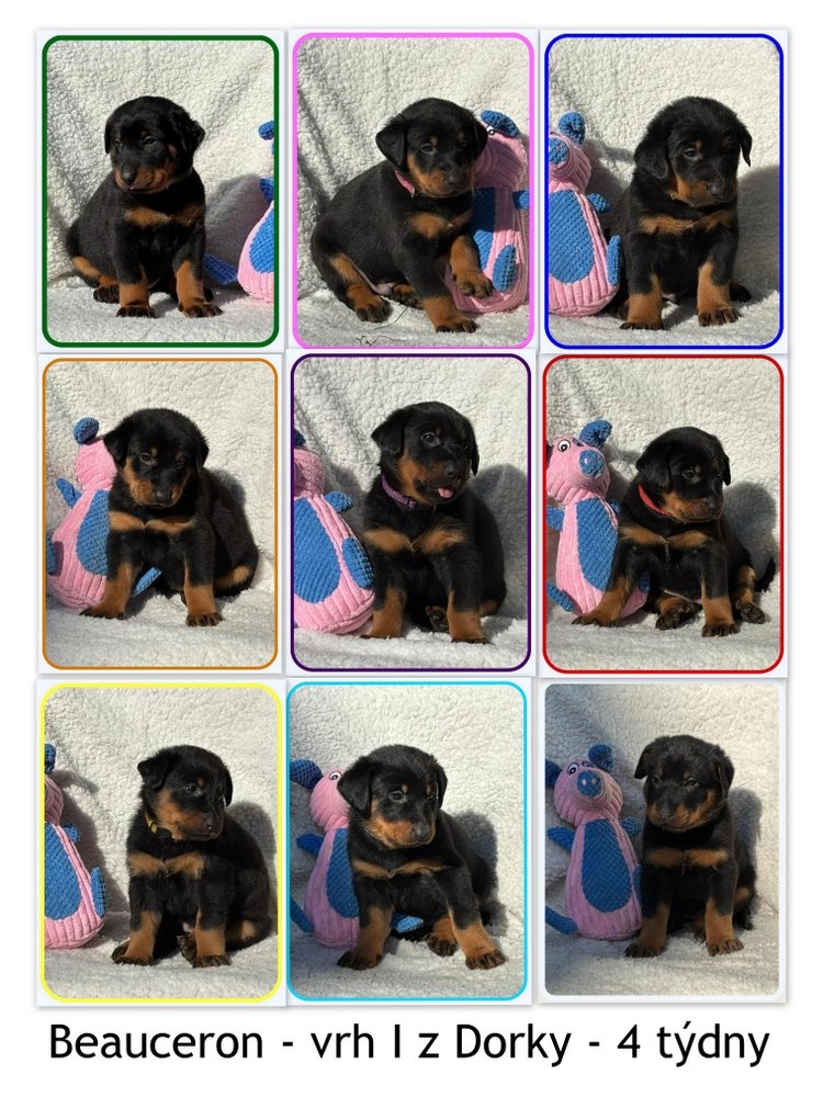 Beauceron - Owczarek francuski