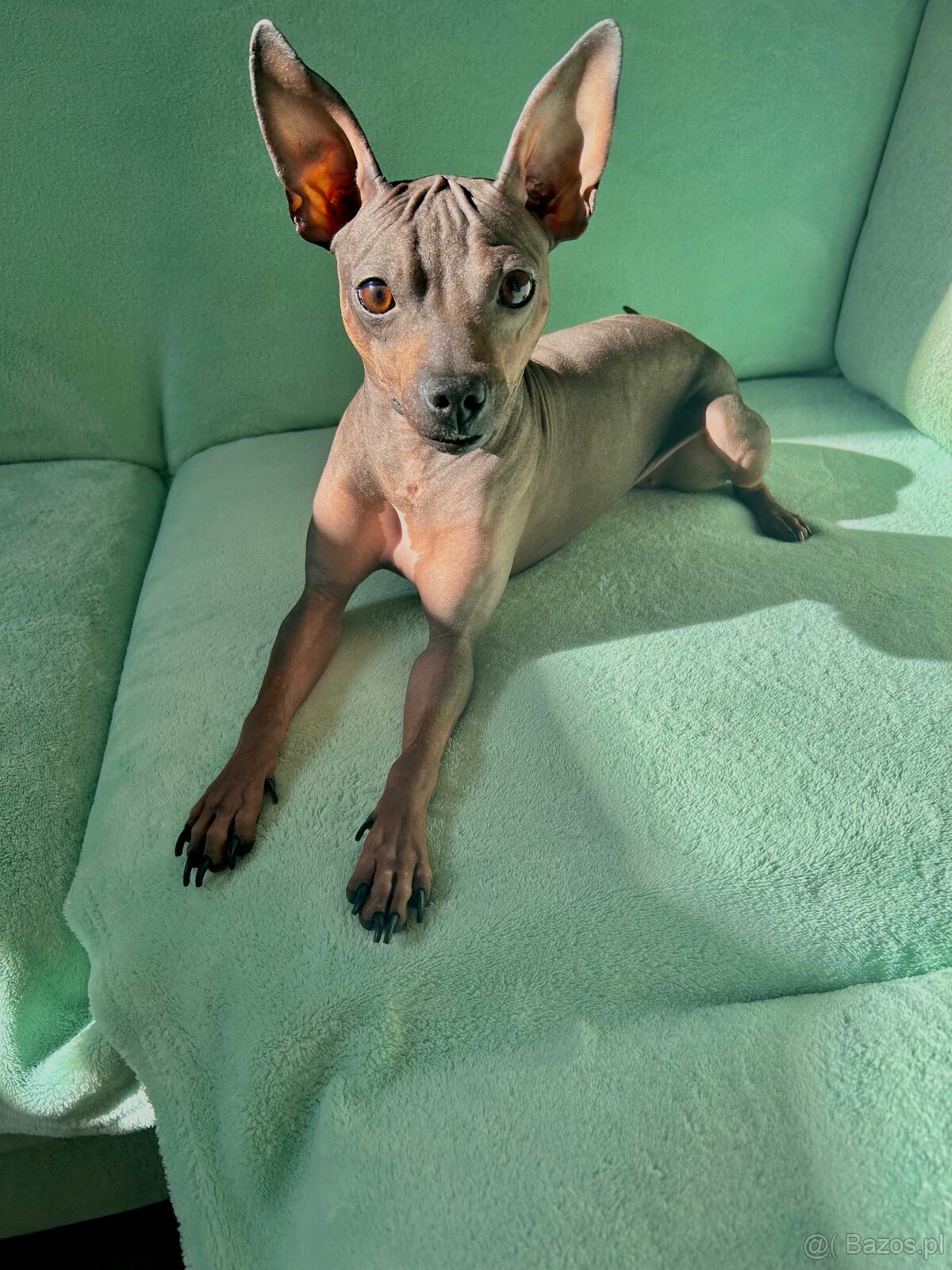 American hairless terrier s pp AHT