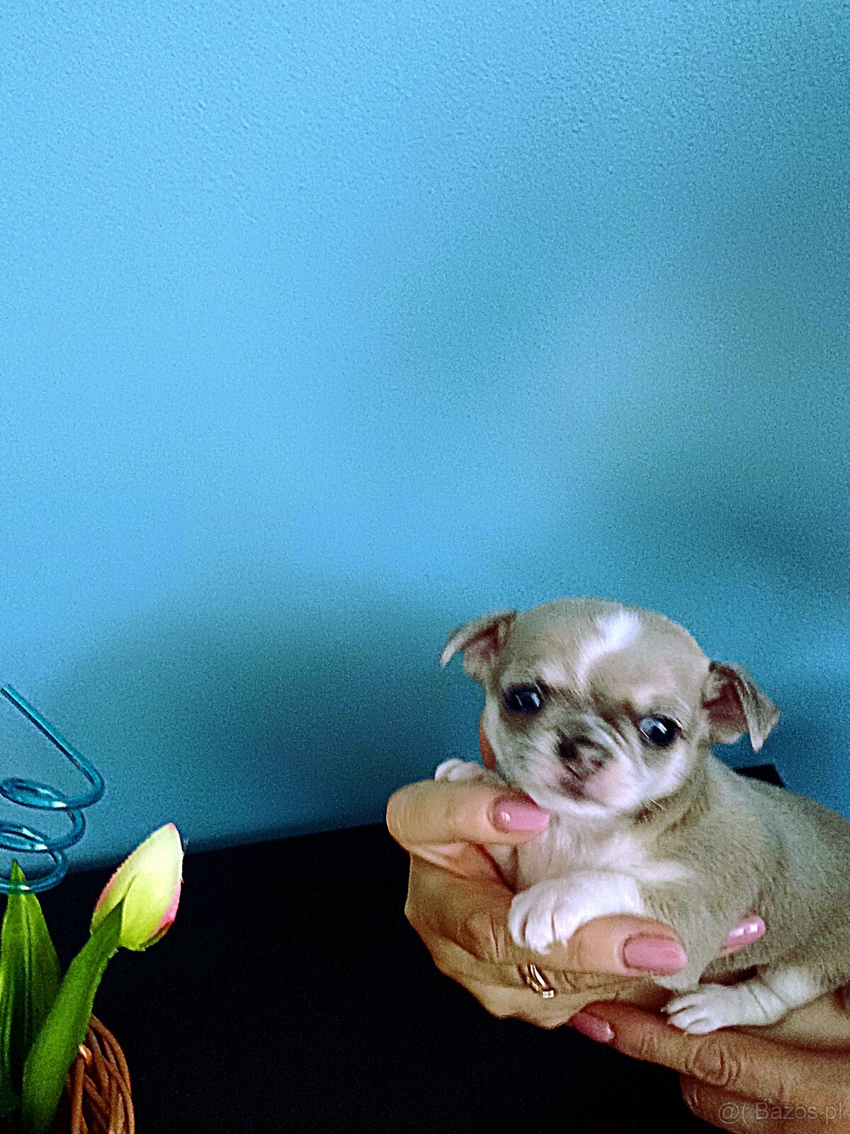 Chihuahua Niebieski Krótkowłosy Królewicz