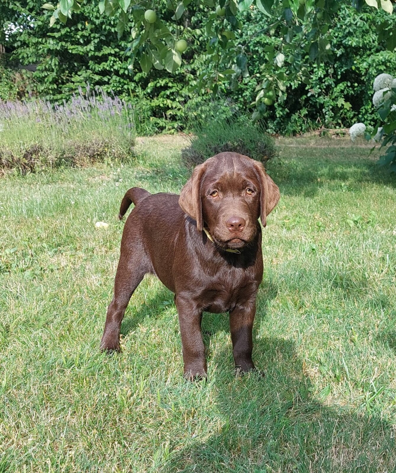 Labrador czekoladowy szczenię-piesek