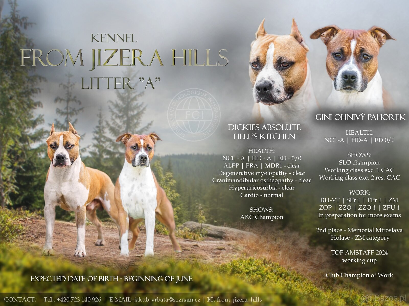 Szczenięta amstaff