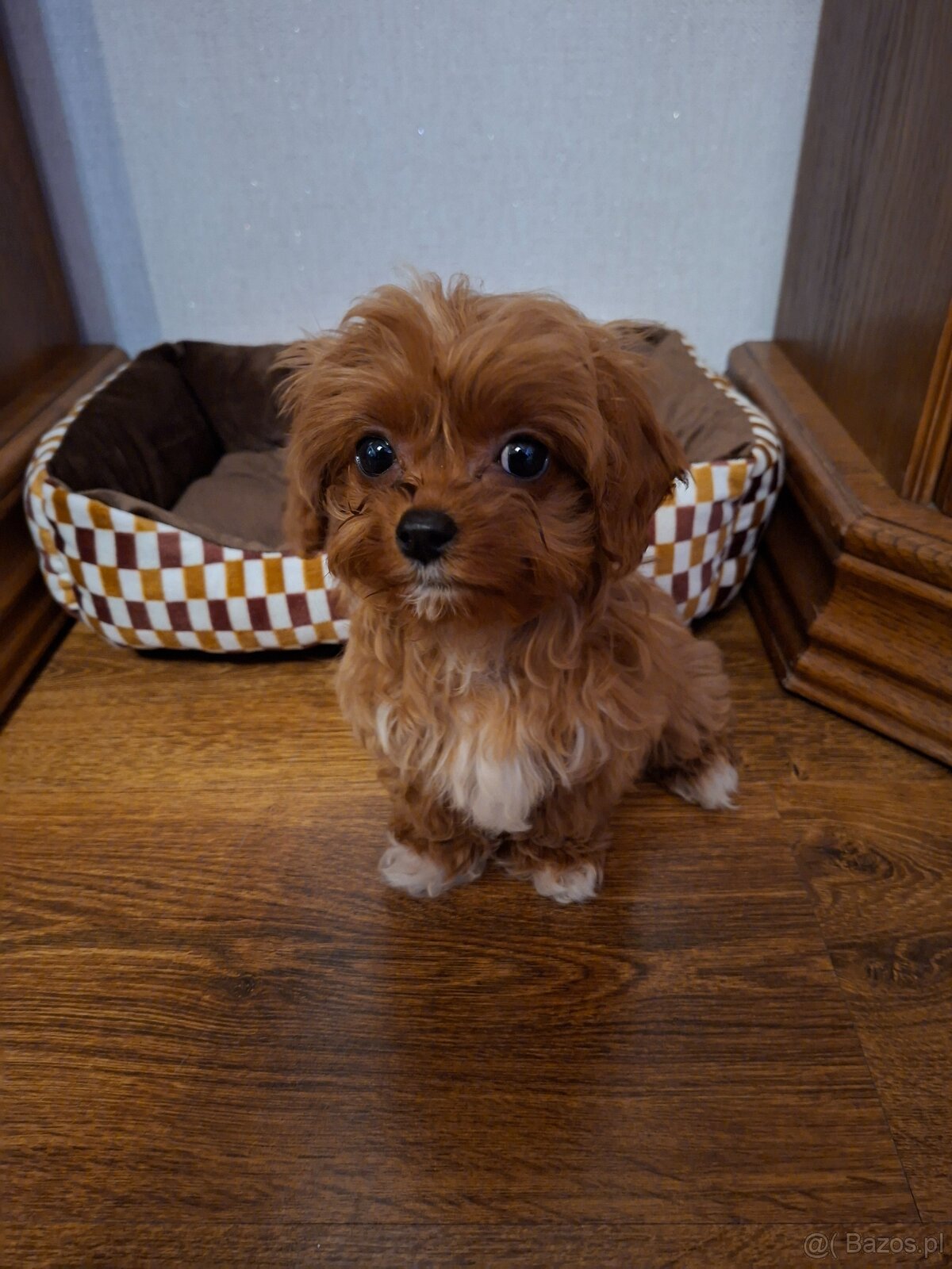 Cavapoo mini suczka