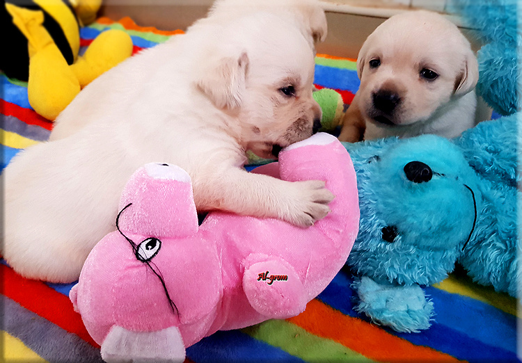 Labrador Retriever żółty/biszkoptowy piesek ZKwP o Warszawa