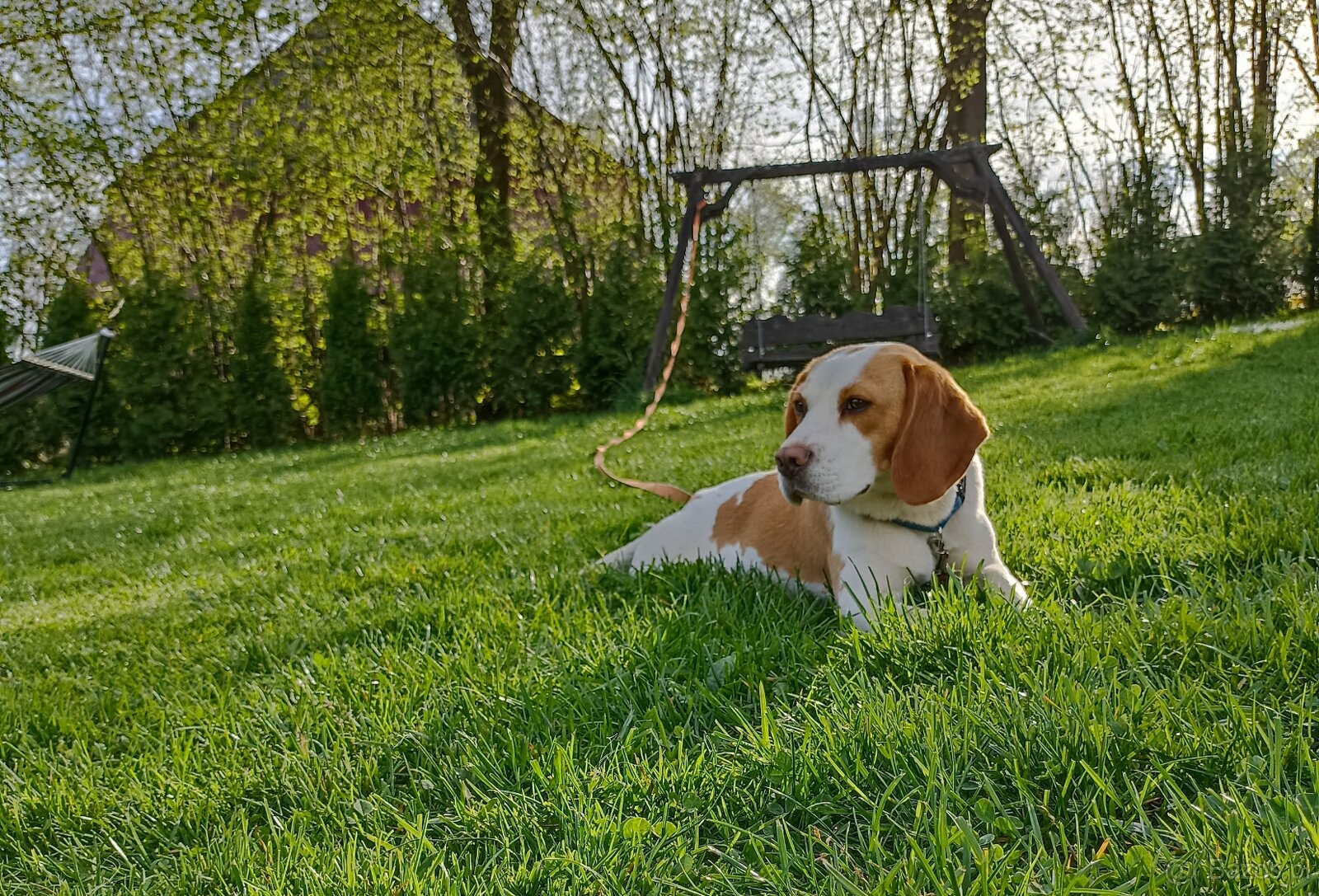 Młoda suczka rasy beagle maści bicolor