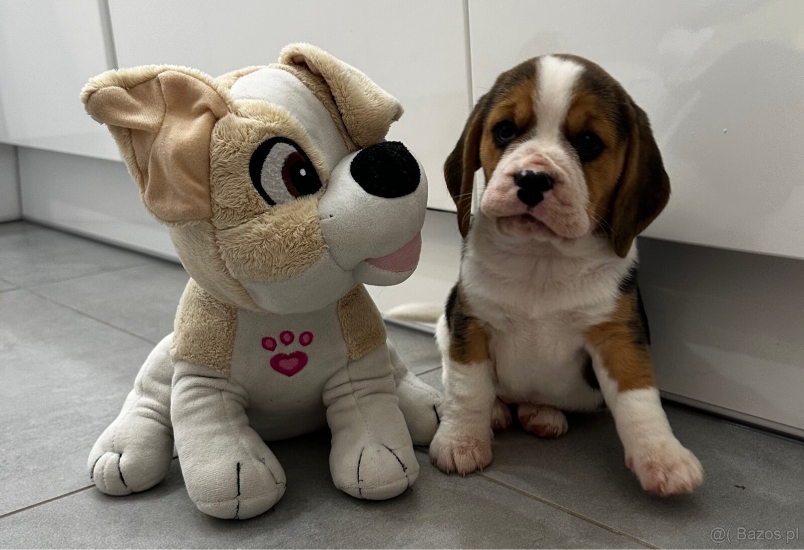 Beagle szczeniak