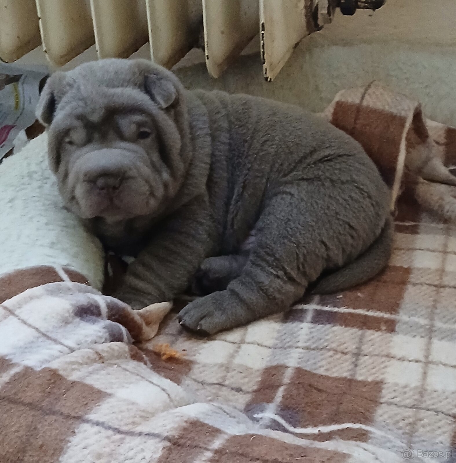 Sharpei, shar pei s PP