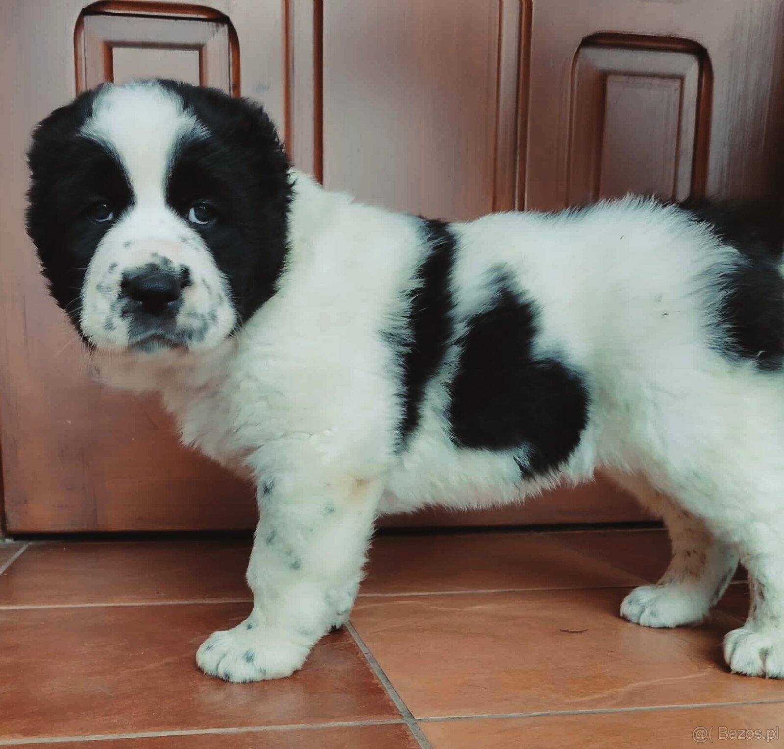 Owczarek środkowoazjatycki