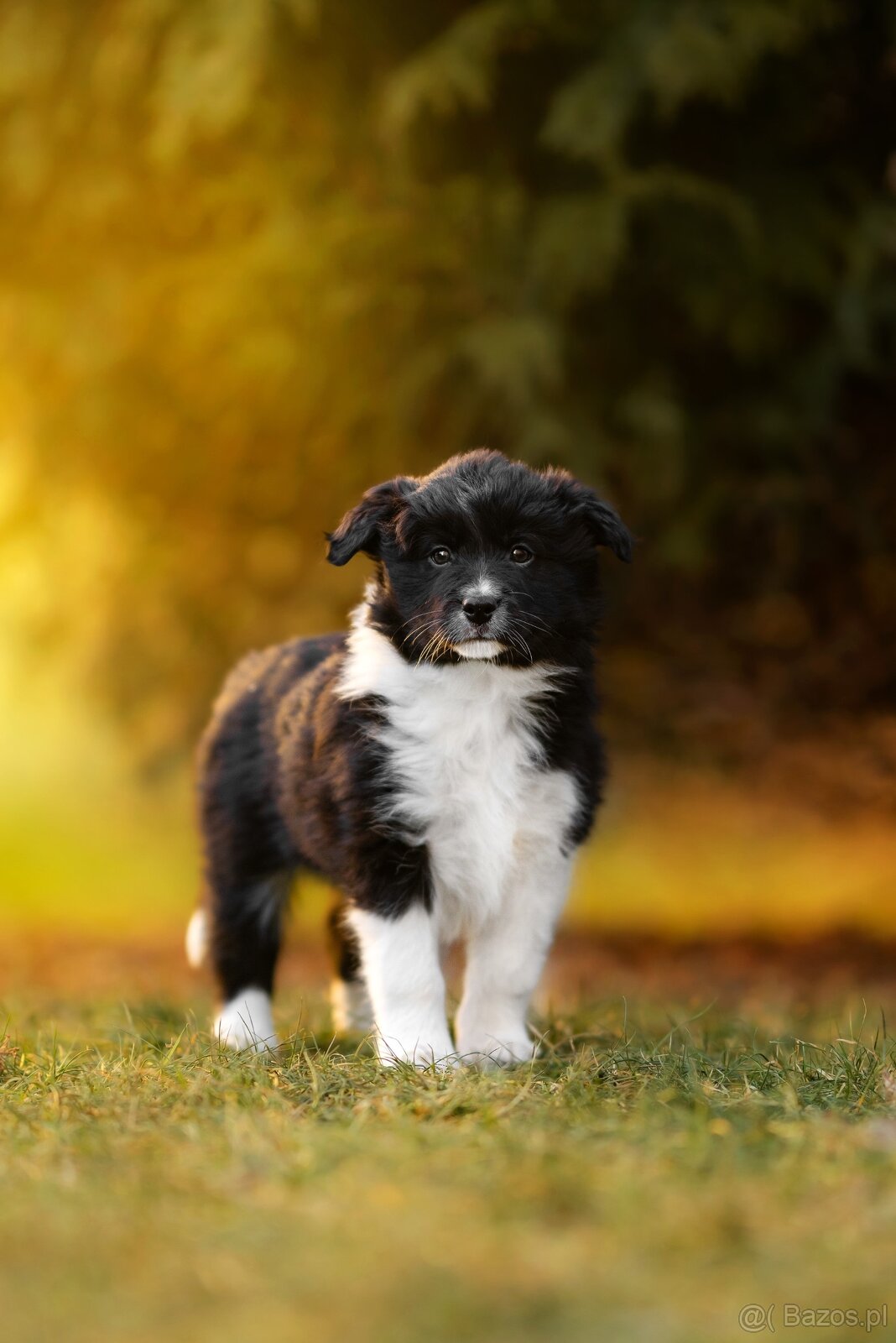 Border Collie