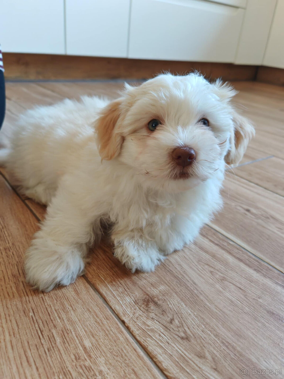 Szczeniak Hawańczyk