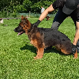 Szcznięta owczarka niemieckiego długowłose