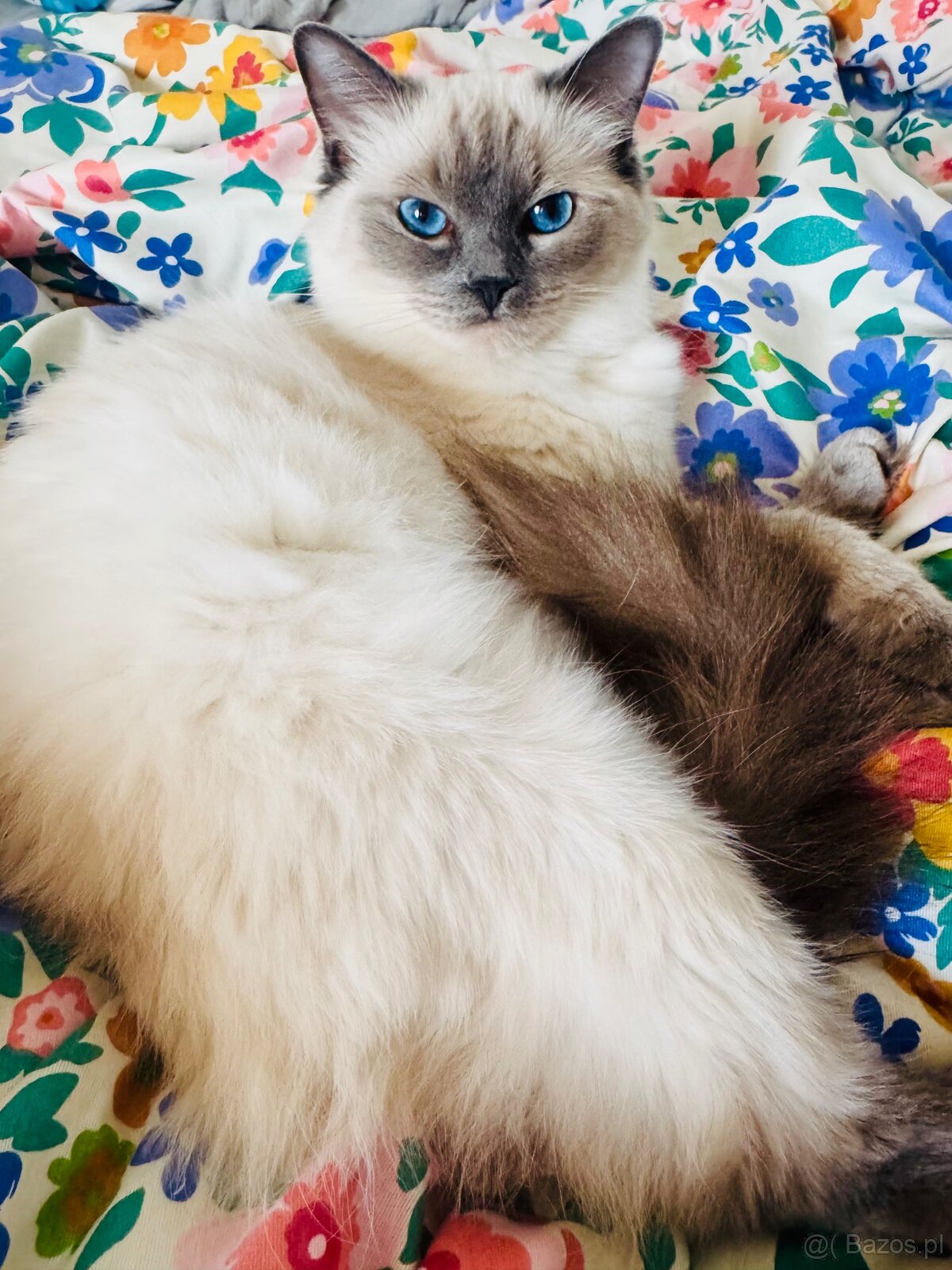 Ragdoll kotka