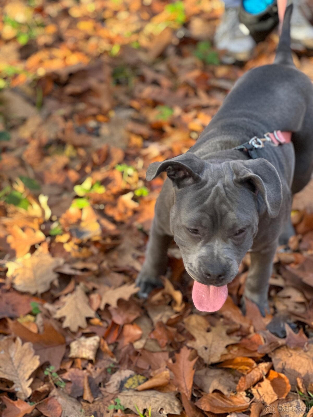 American bully blue