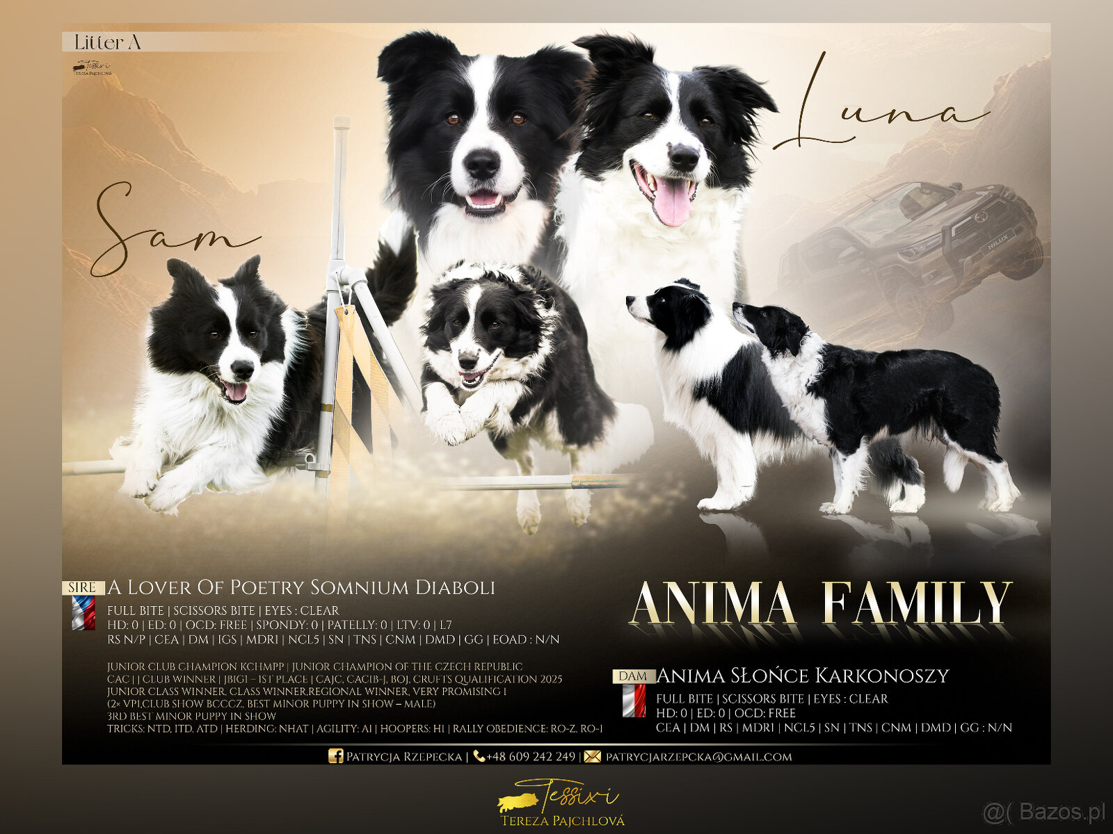 ZAPOWIEDŹ MIOTU Border Collie FCI/ZKwP