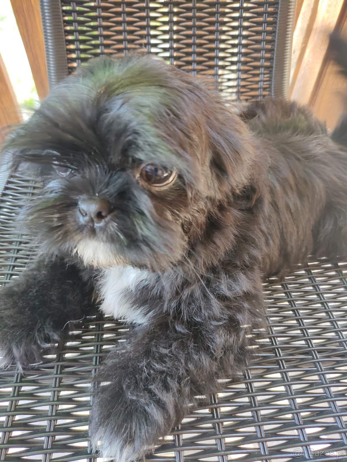 Piesek shih-tzu