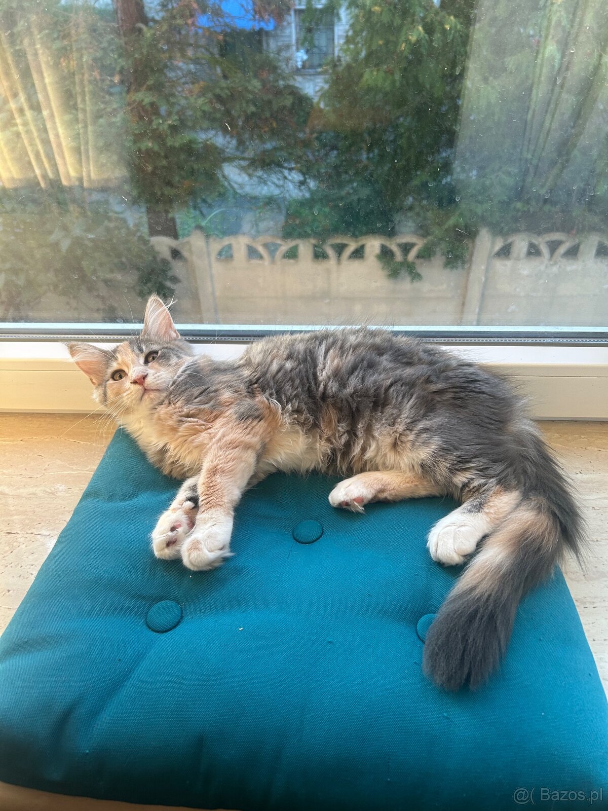 Maine Coon