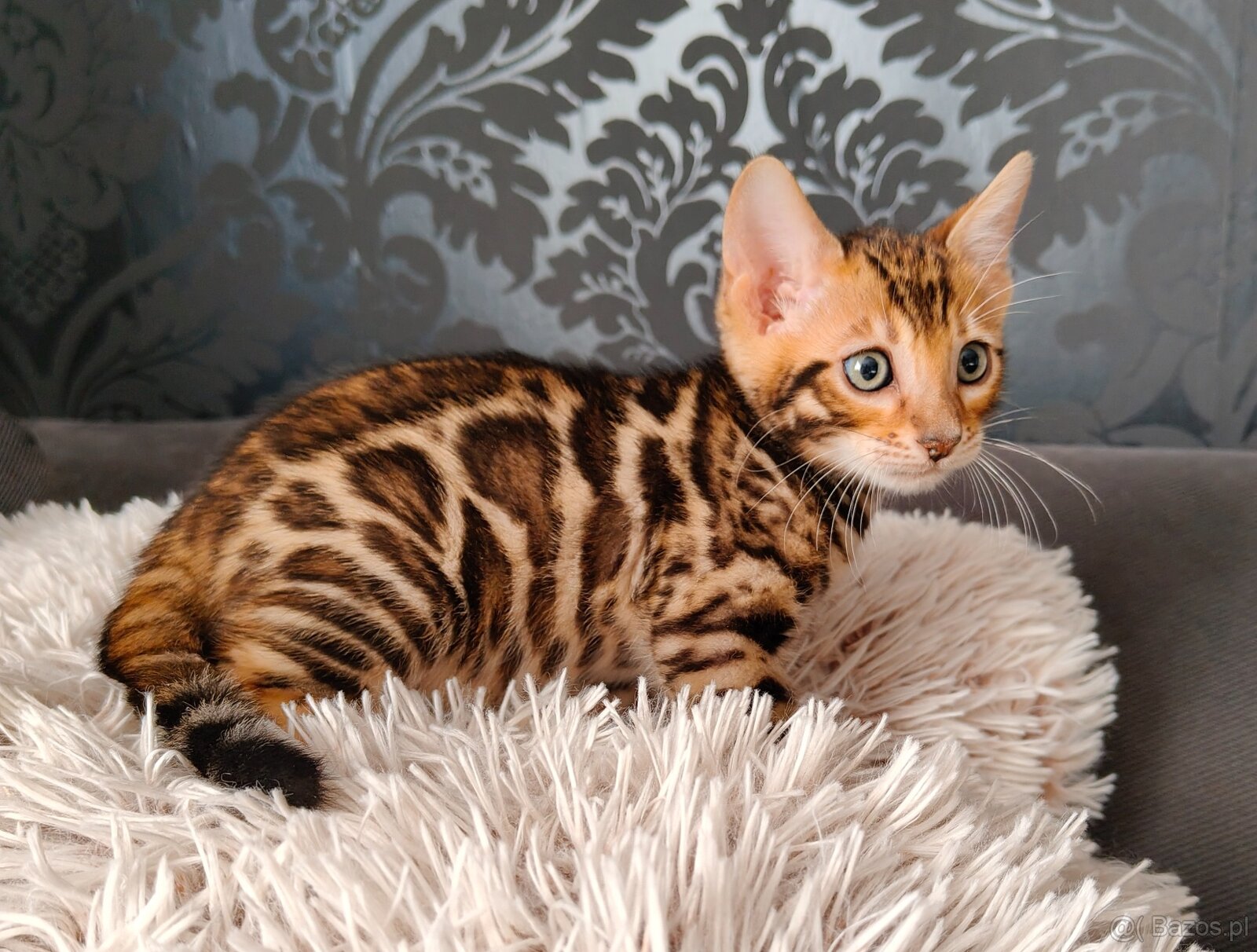 Kocięta bengalskie z rodowodem