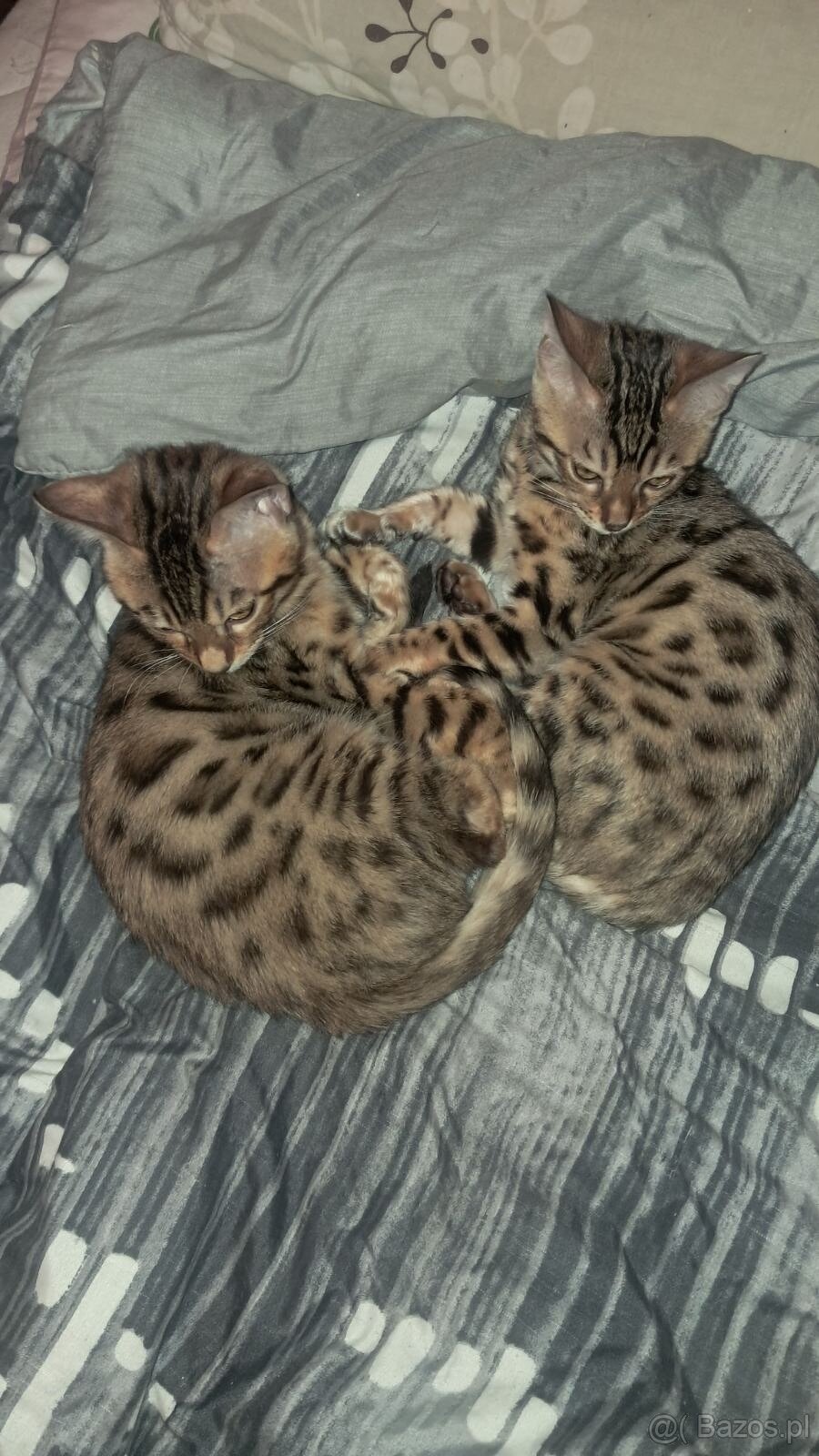 Koty Bengalskie