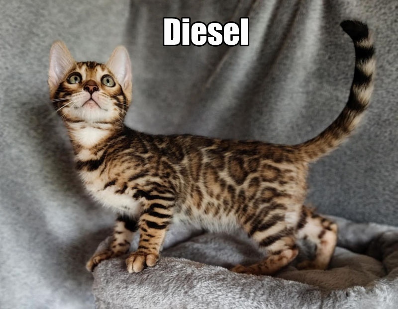 Kocurek bengalski z rodowodem