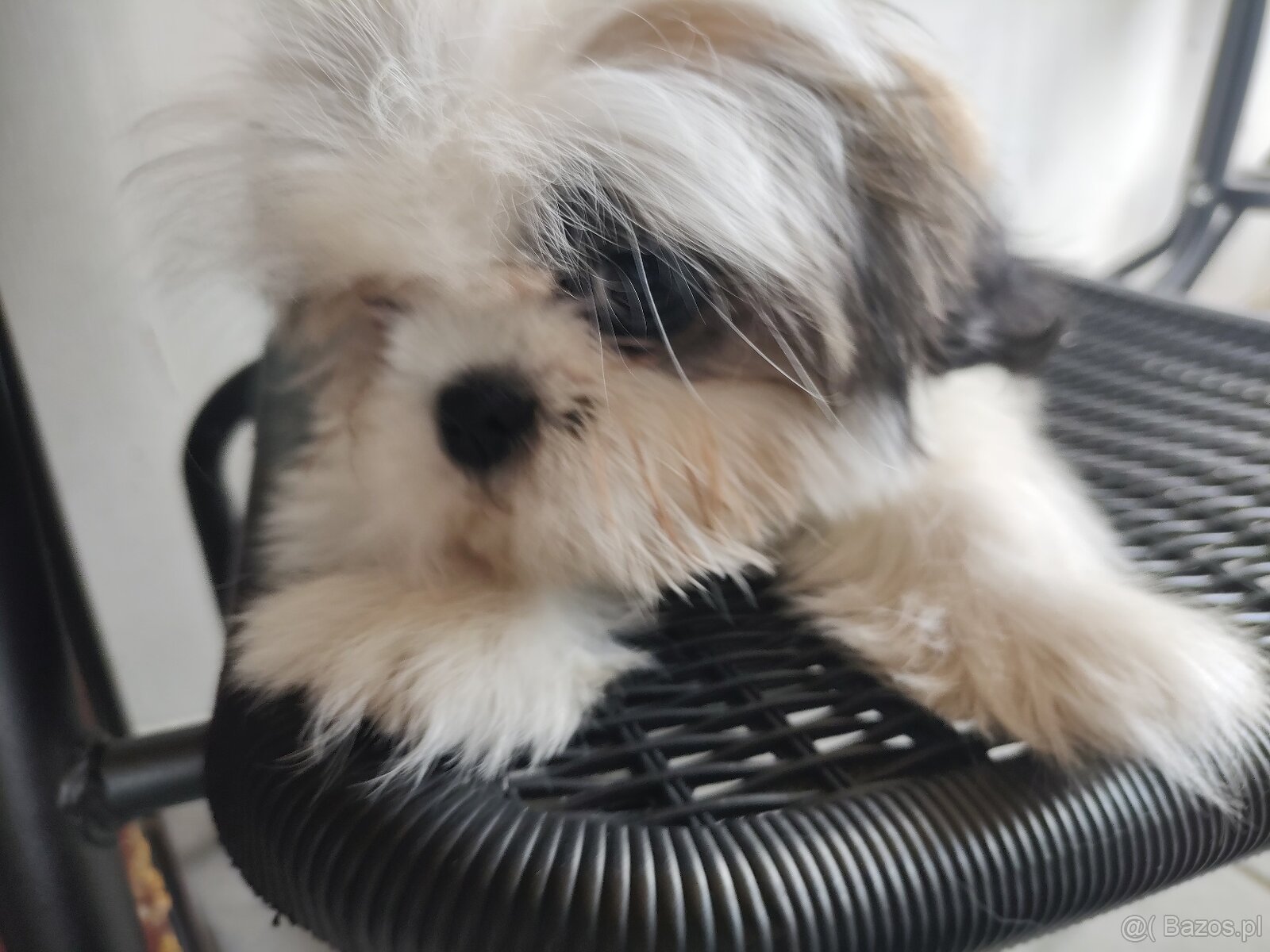 Suczka mieszanka pekińczyk shih-tzu