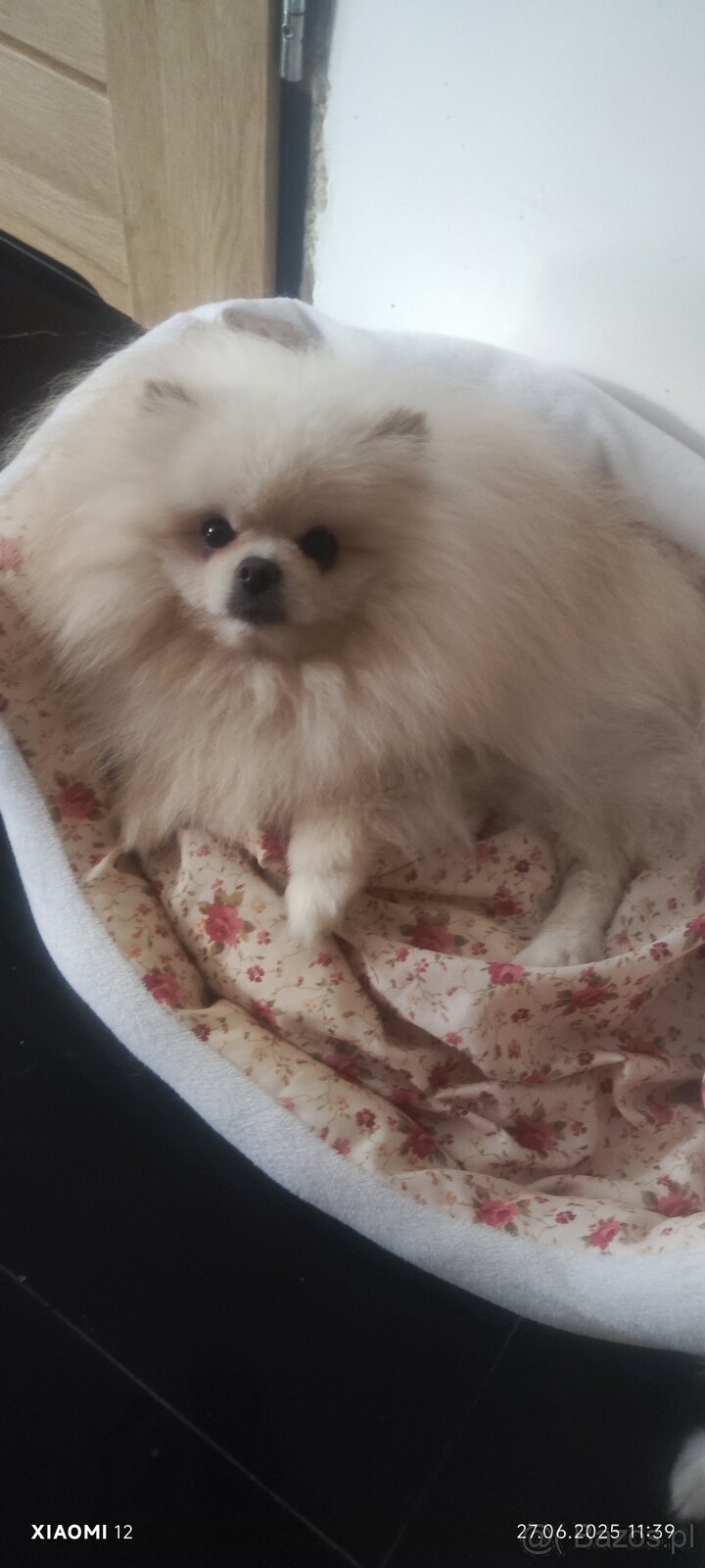 Szpic pomeranian