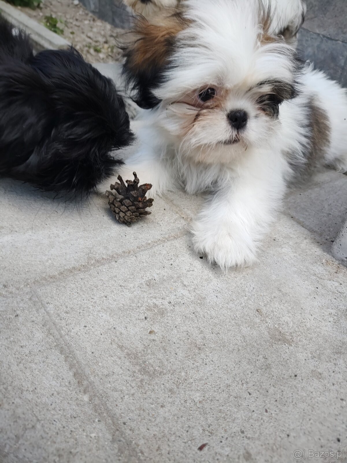 Suczka mieszanka pekińczyk -shih tzu