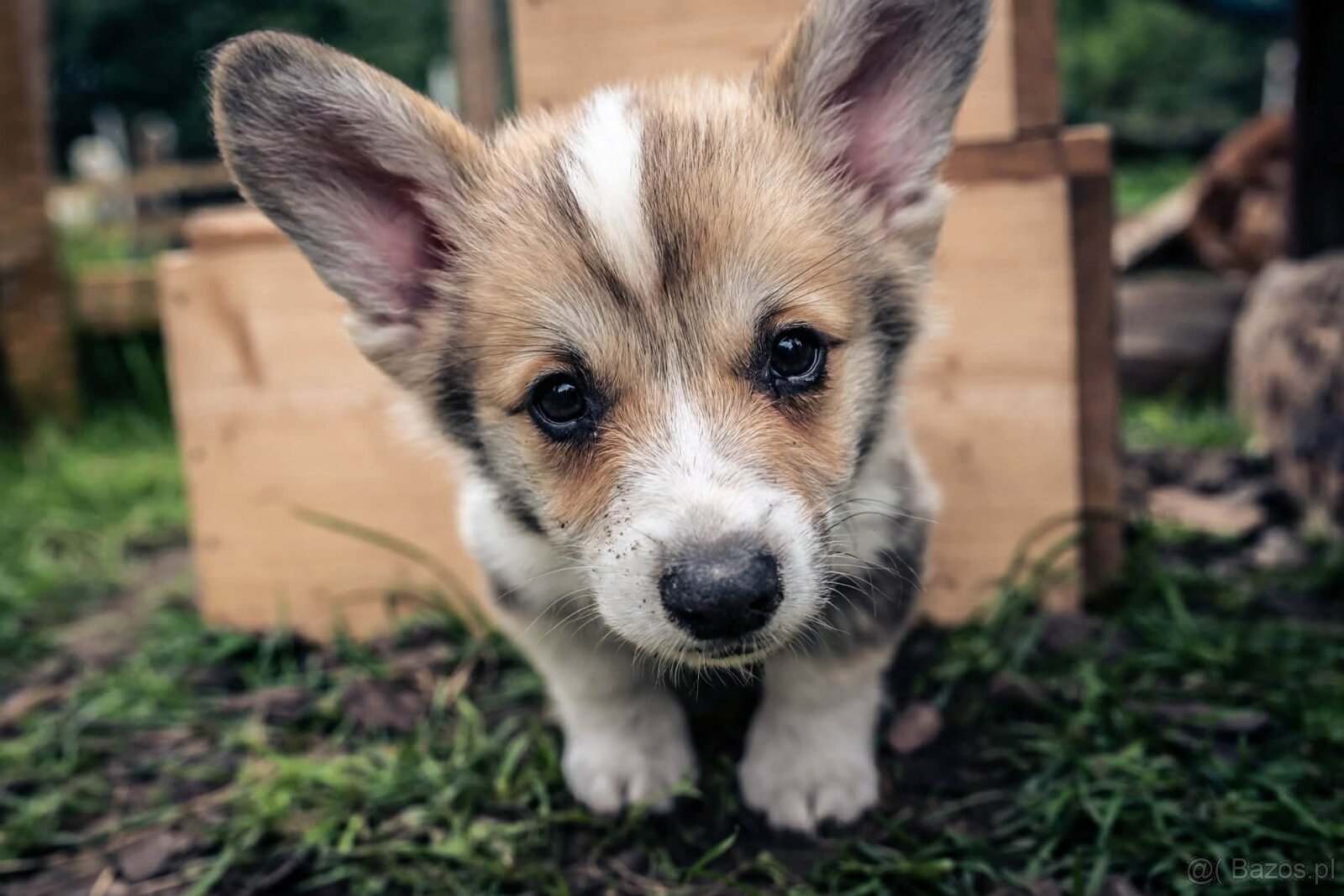 Kto pokocha szczenię Welsh Corgi?