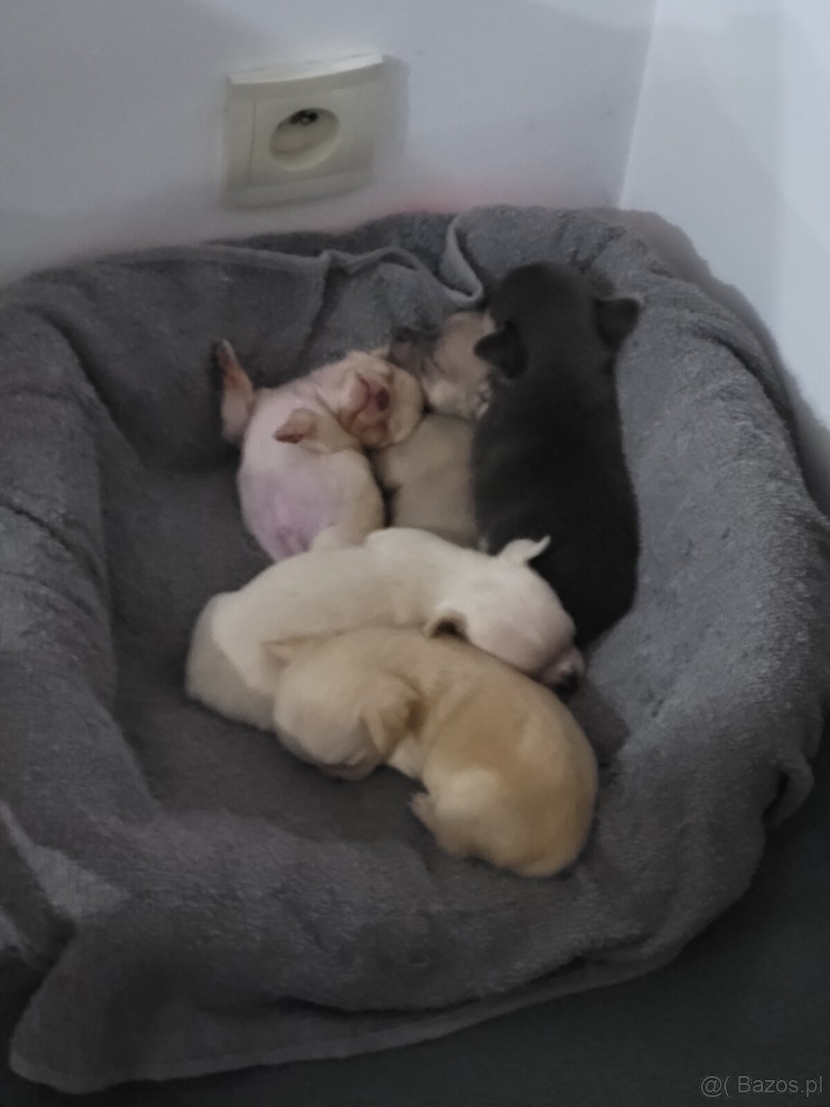 sprzedam chihuahuy
