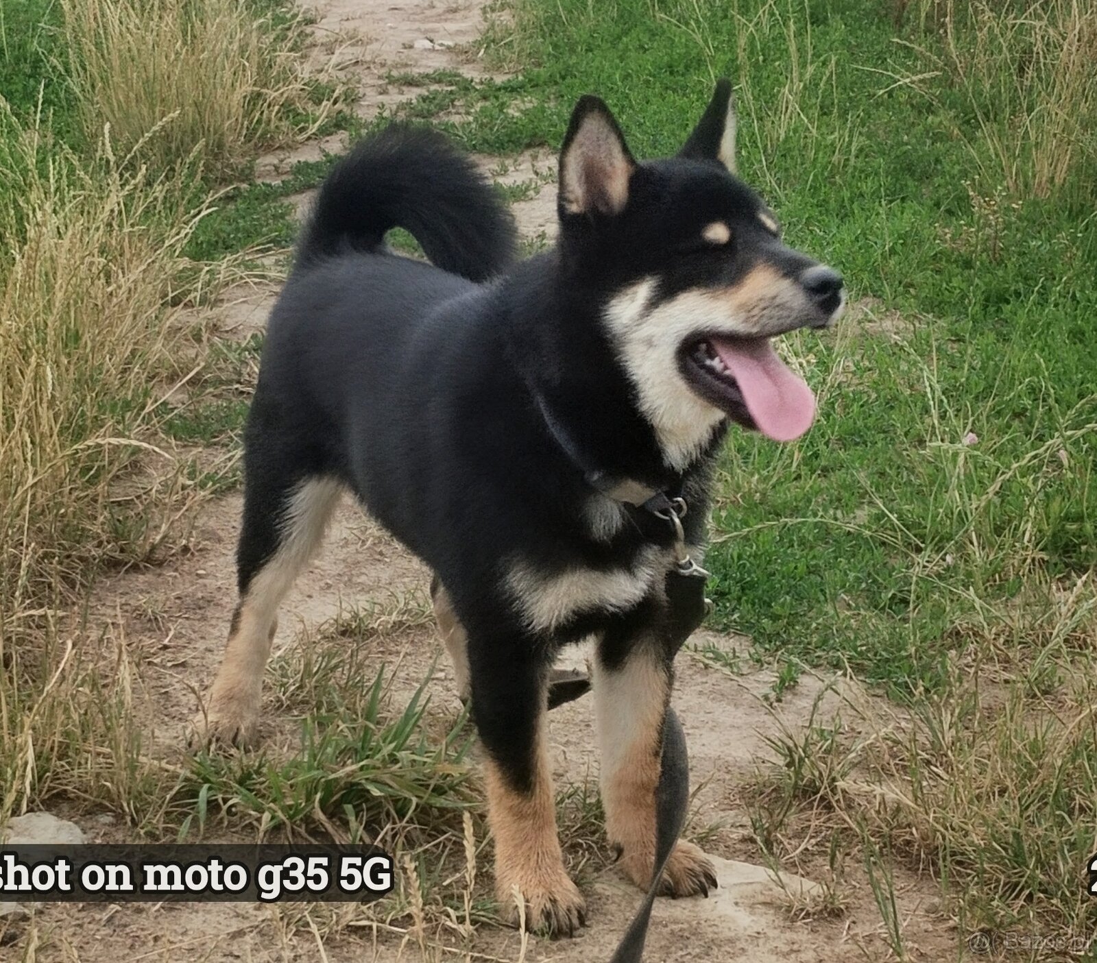 SHIBA INU czteromiesięczny szczeniaczek