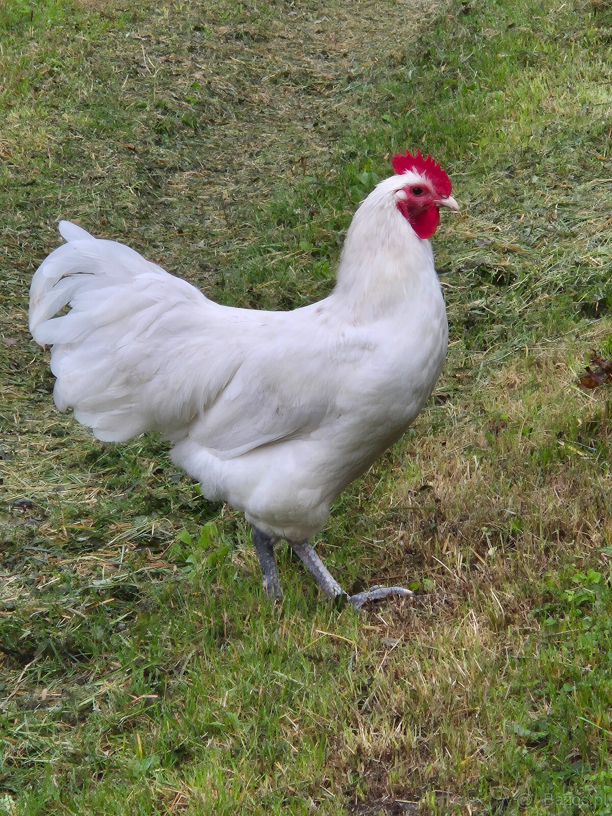 Biały kogut Australorp (gen recesywny)