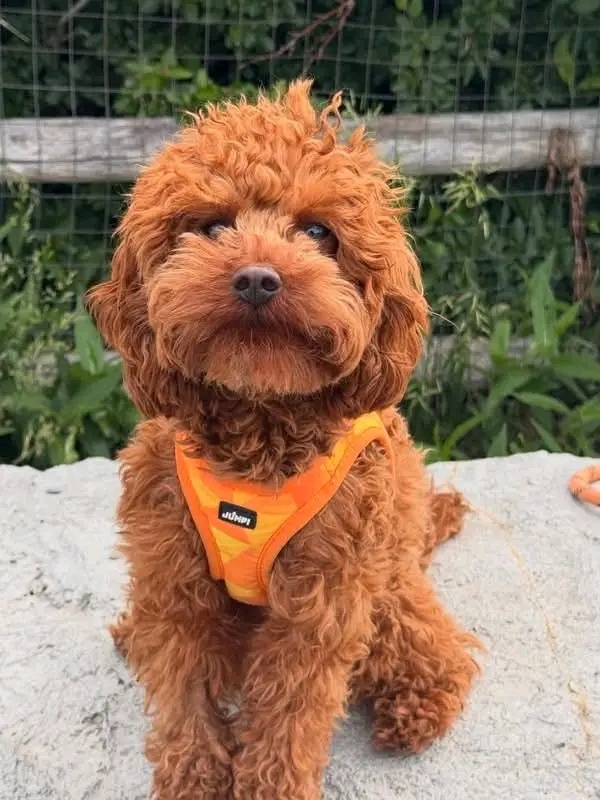 Szczenięta pudla do adopcji