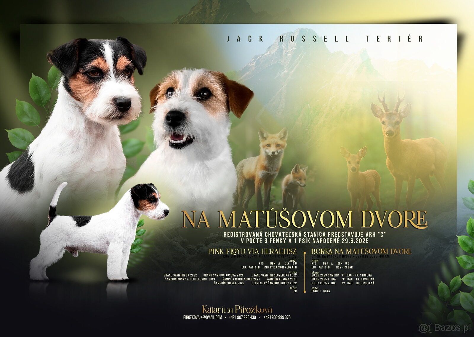 Jack Russell Terier  FCI s PP