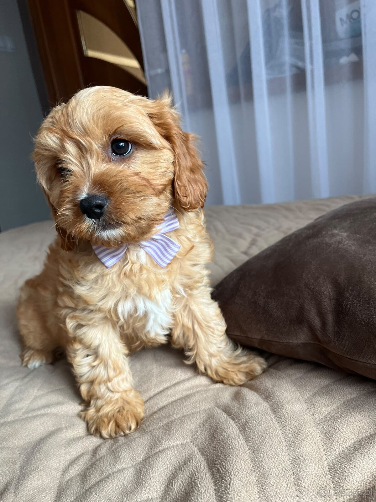 Cavapoo - cudowny, kochany piesek szuka domu ❤️
