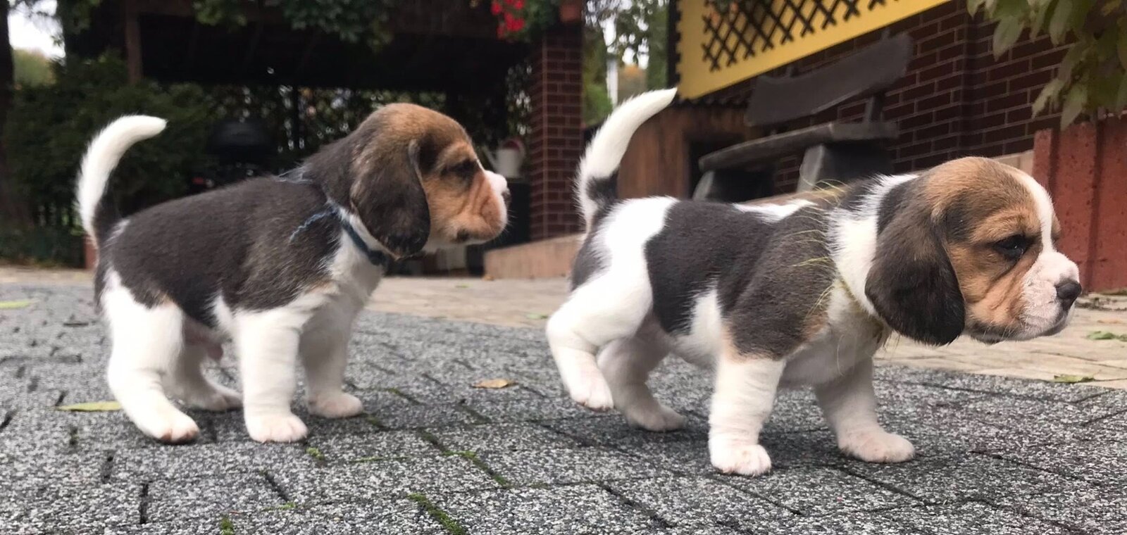 Beagle / Bigle - szczenięta rodowodowe ZKwP / FCI po Champio
