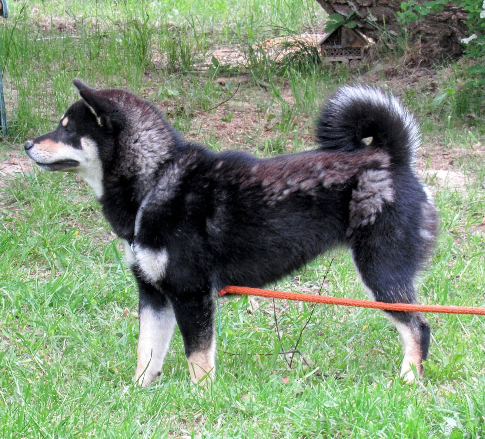 Shiba Inu, dziesięciomiesięczna suczka, czarna-podpalana