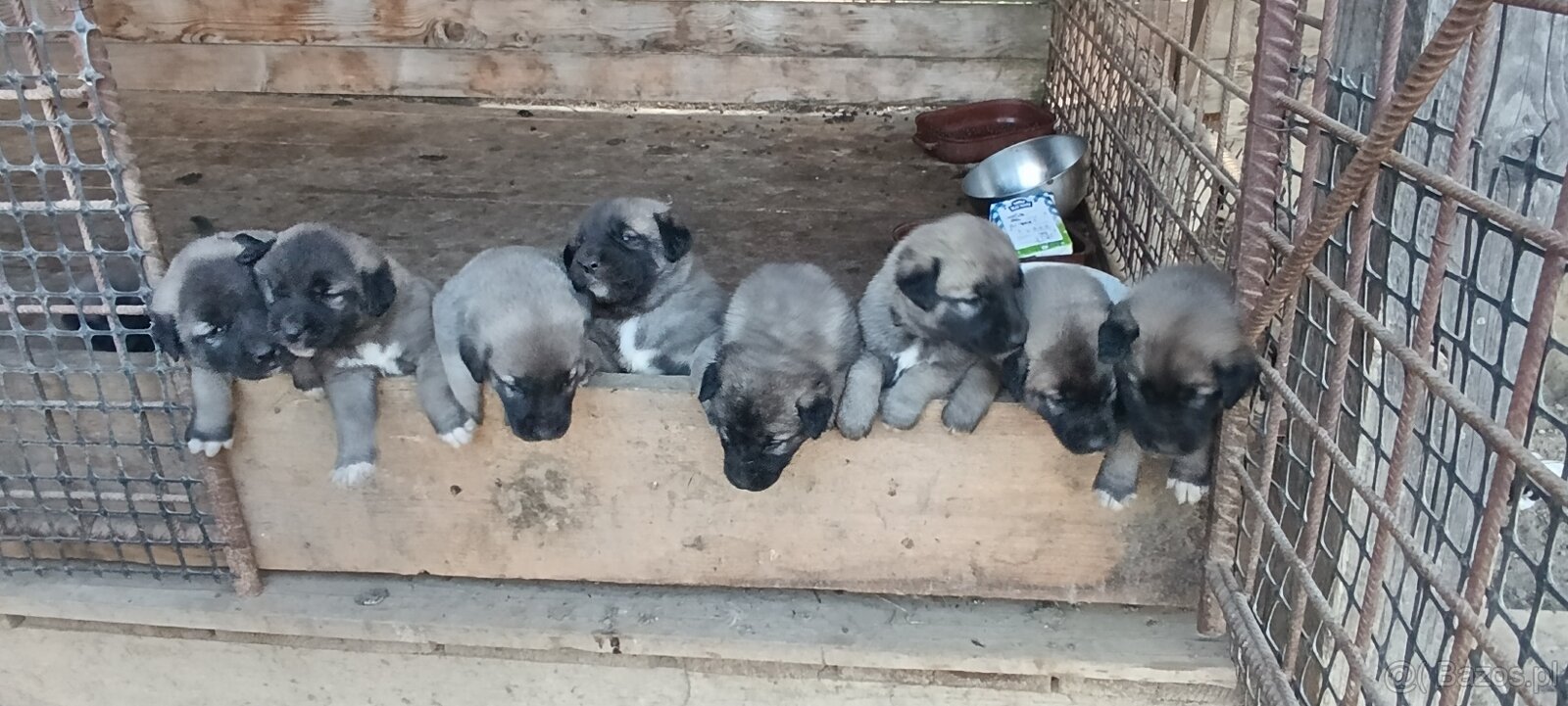 Tureckí kangal